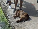 Denizde Pitbull dehşeti!