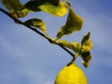 Limonun faydaları