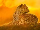 Leoparın zor timsah avı