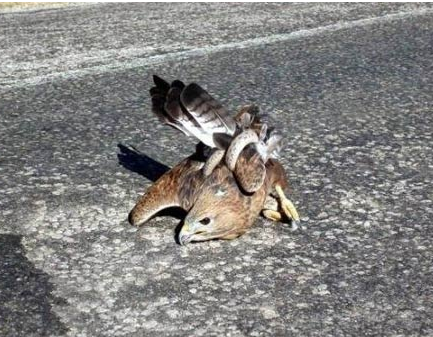 Yılan örümcek ağına takılırsa... 14