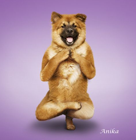 Bu köpekler yoga yapıyor 1
