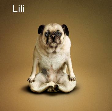 Bu köpekler yoga yapıyor 11
