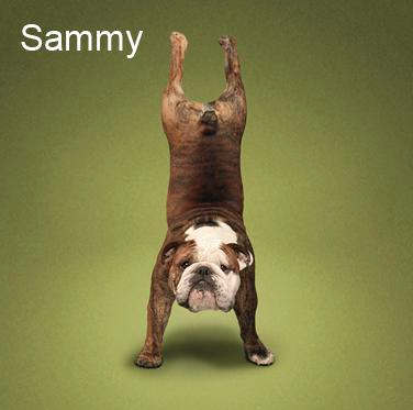 Bu köpekler yoga yapıyor 12