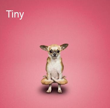 Bu köpekler yoga yapıyor 13