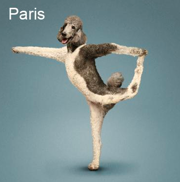 Bu köpekler yoga yapıyor 14