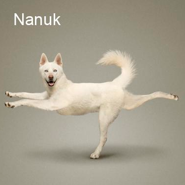 Bu köpekler yoga yapıyor 15