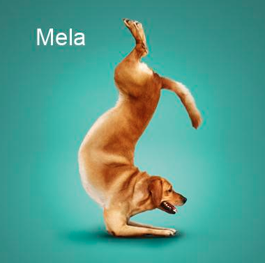 Bu köpekler yoga yapıyor 17