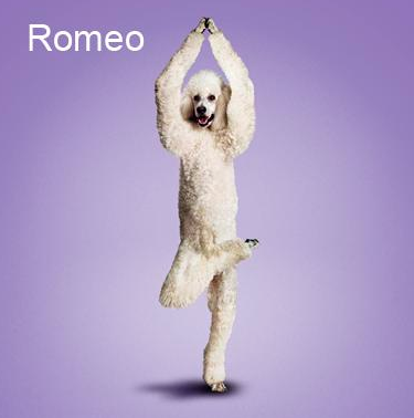 Bu köpekler yoga yapıyor 19