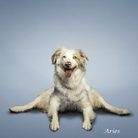 Bu köpekler yoga yapıyor 2