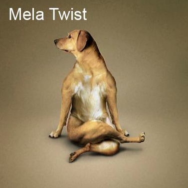 Bu köpekler yoga yapıyor 20