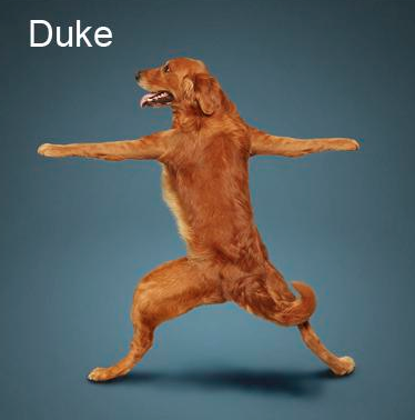 Bu köpekler yoga yapıyor 21