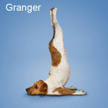 Bu köpekler yoga yapıyor 22