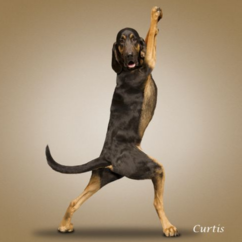 Bu köpekler yoga yapıyor 23