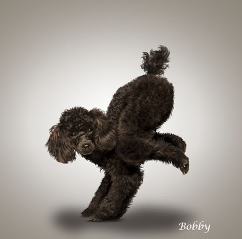 Bu köpekler yoga yapıyor 3