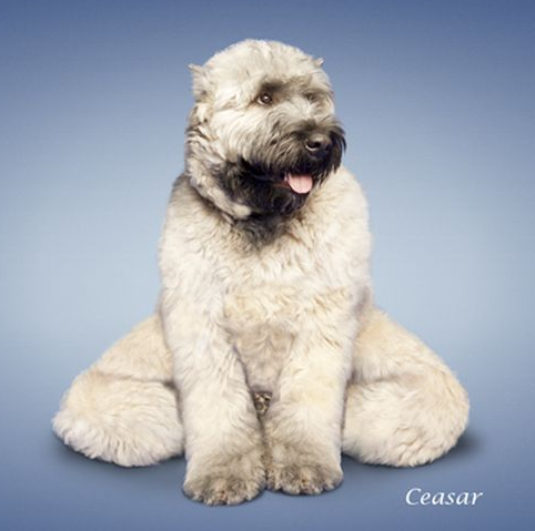 Bu köpekler yoga yapıyor 4