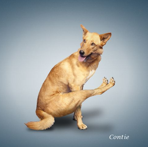 Bu köpekler yoga yapıyor 5