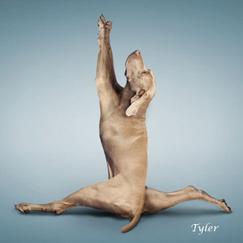 Bu köpekler yoga yapıyor 7