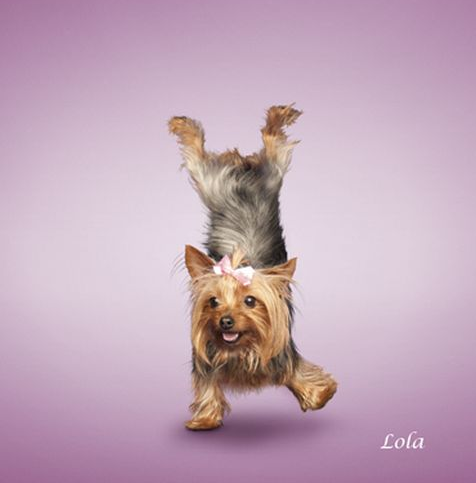 Bu köpekler yoga yapıyor 8