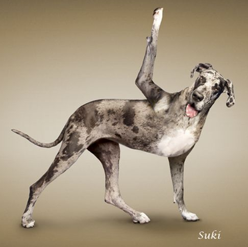 Bu köpekler yoga yapıyor 9