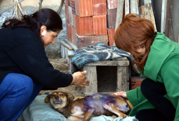 Köpeğin üzerine kızgın yağ döktüler 1