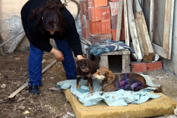 Köpeğin üzerine kızgın yağ döktüler 2