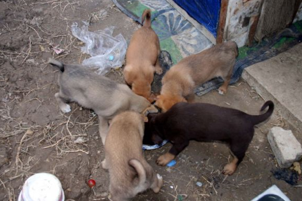 Köpeğin üzerine kızgın yağ döktüler 3