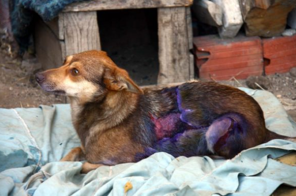 Köpeğin üzerine kızgın yağ döktüler 4