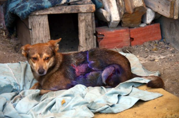 Köpeğin üzerine kızgın yağ döktüler 5