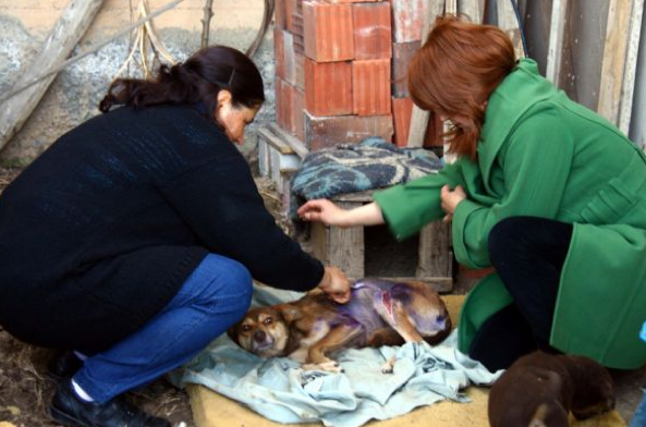 Köpeğin üzerine kızgın yağ döktüler 6