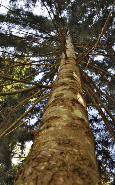 Rüyadan gerçeğe, gerçekten Karadeniz'e 18