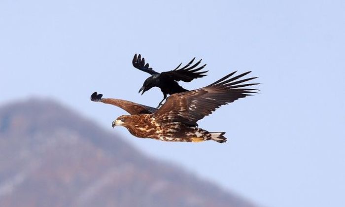 Canına mı susadın? 2