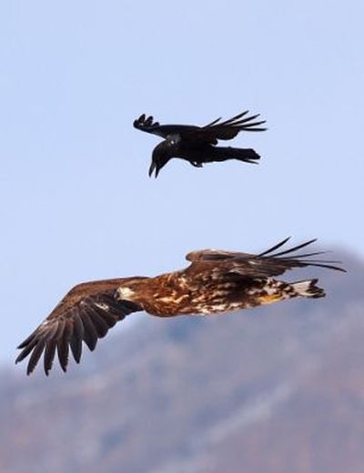Canına mı susadın? 3
