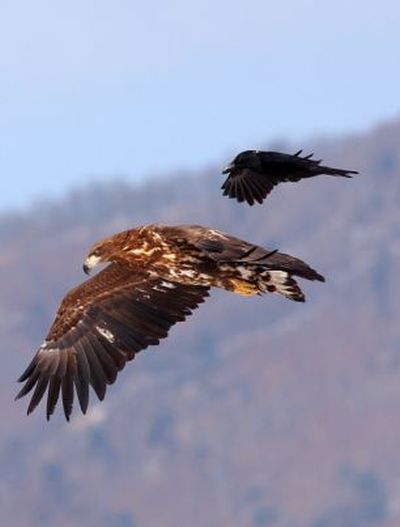 Canına mı susadın? 4
