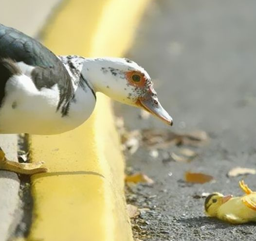 Tam o anda çekilen fotoğraflar 25