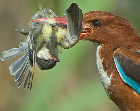 Tam o anda çekilen fotoğraflar 36