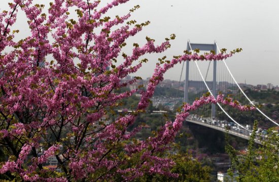 İstanbul Boğazı'nda Erguvanlı günler 10