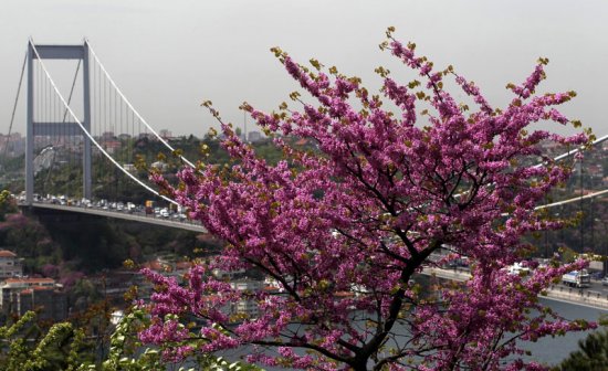 İstanbul Boğazı'nda Erguvanlı günler 4