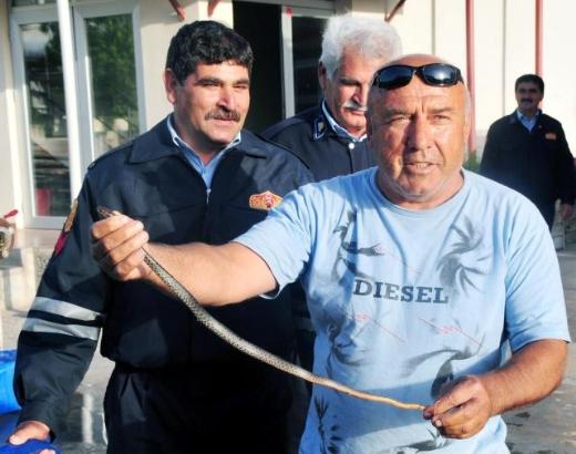 Otomobil motoruna yılan kaçınca... 6