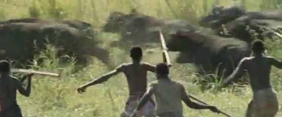 Afrika'da vahşi hayvan katliamı 1