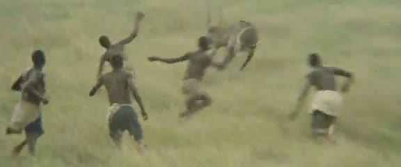 Afrika'da vahşi hayvan katliamı 12