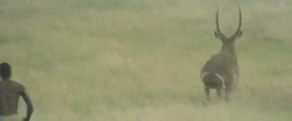 Afrika'da vahşi hayvan katliamı 13
