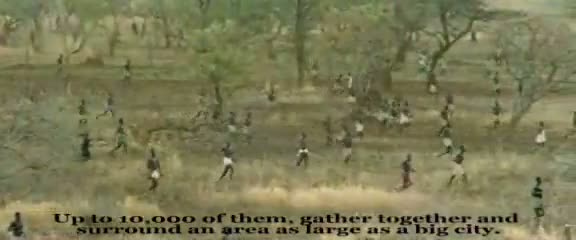 Afrika'da vahşi hayvan katliamı 17