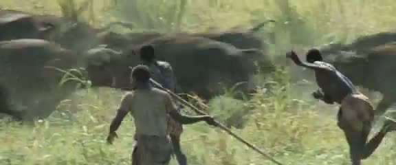 Afrika'da vahşi hayvan katliamı 2