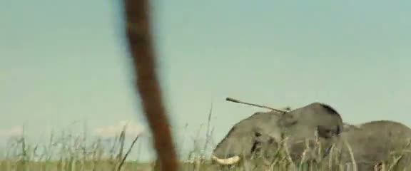 Afrika'da vahşi hayvan katliamı 46