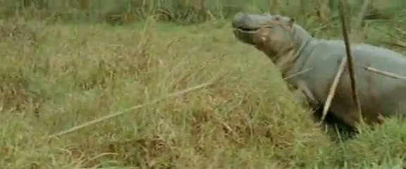 Afrika'da vahşi hayvan katliamı 64