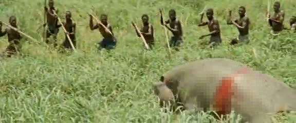 Afrika'da vahşi hayvan katliamı 65