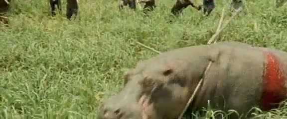 Afrika'da vahşi hayvan katliamı 67