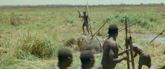 Afrika'da vahşi hayvan katliamı 68