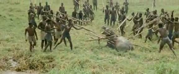 Afrika'da vahşi hayvan katliamı 74