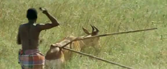 Afrika'da vahşi hayvan katliamı 9